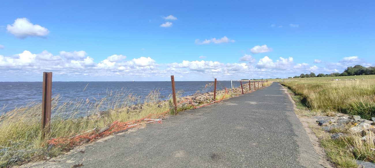 Asphaltierter Radweg auf dem Deich zwischen Otterndorf und Altenbruch, links hinter Steinschüttung und Pfosten die Elbe, rechts Gras und weidende Schafe, blauer Himmel mit Quellwolken