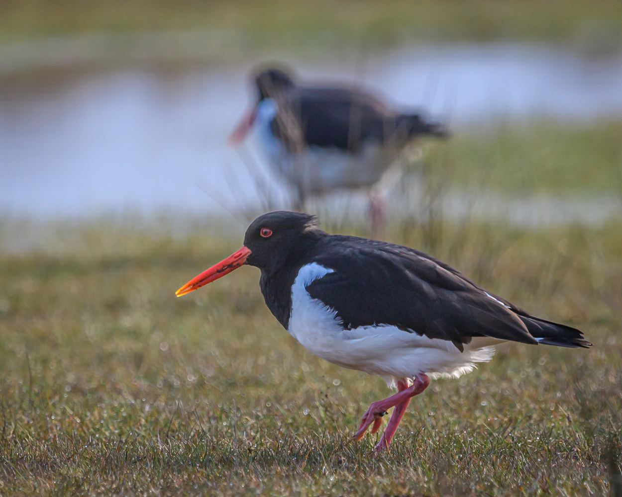 Close-up of an oystercatcher with an orange-red beak and red eye-ring standing on a grassy area, a second oystercatcher and a stretch of water visible in the background.