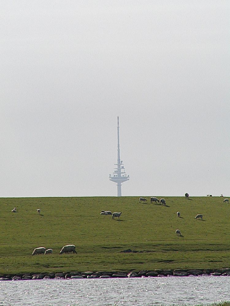 Sheep graze on the green dike slope by the water, with a radio mast visible in the hazy air in the background