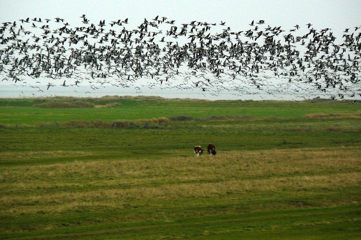 A large flock of wild geese flies low over a green meadow landscape, with two small grazing cattle in the middle of the frame