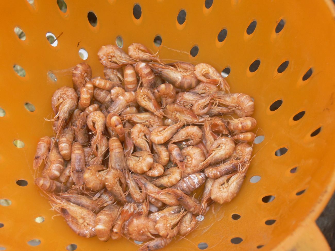 Cooked, unpeeled shrimp in a reddish-orange colour piled up in an orange colander with elongated holes
