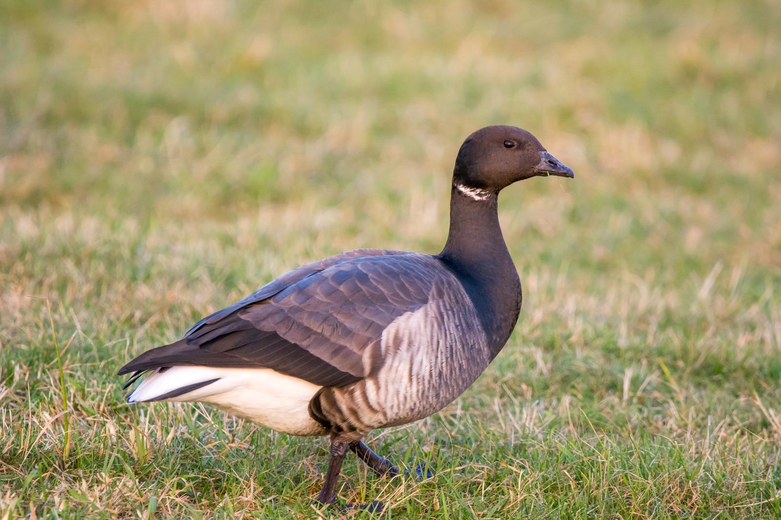 Ringelgans (Branta bernicla) im Nationalpark Niedersächsisches Wattenmeer bei Spiekeroog