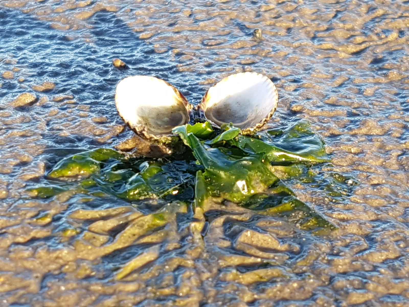 Herzmuscheln auf Seegras im Wattenmeer Otterndorf