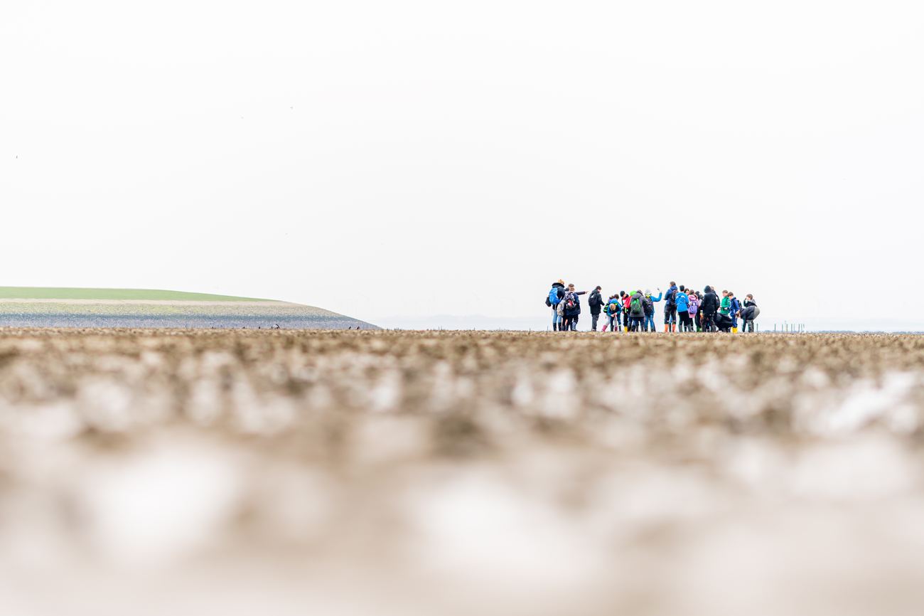 Group of mudflat hikers with backpacks far out on the tidal flats, a green dike and hazy horizon behind them (illustrative photo, not taken in Otterndorf)
